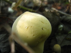 Lycoperdon flavotinctum