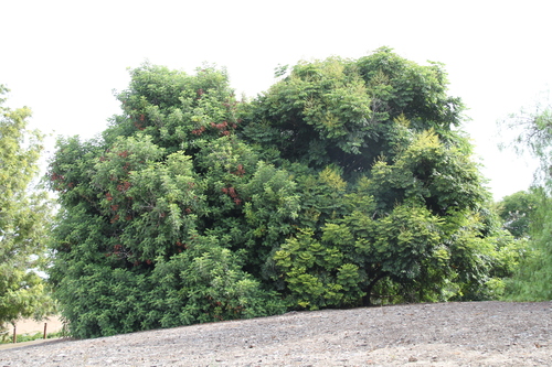 iNaturalist observation photo of African mahogany