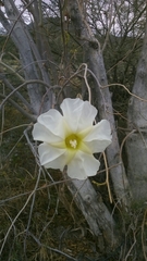 Ipomoea arborescens
