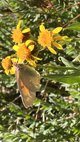 Mead's Sulphur photo 4