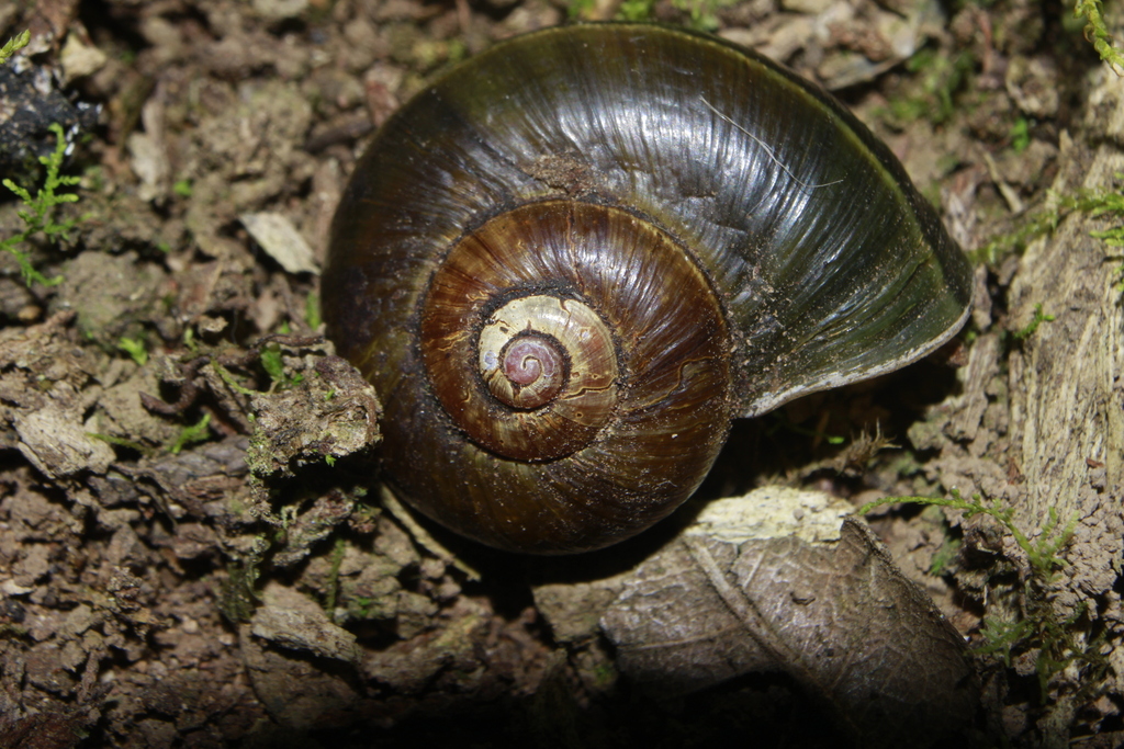 Aperostoma cingulatum