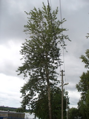 Populus longifolia