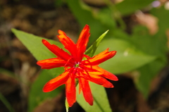Silene fulgens