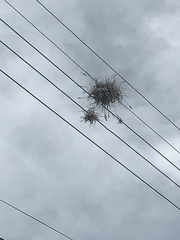 Tillandsia recurvata