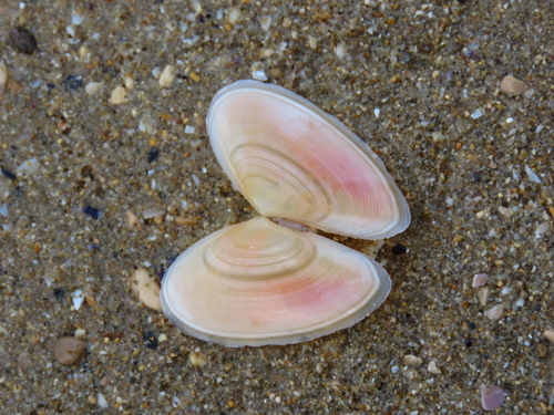 Peronidia albicans