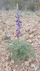 Lupinus havardii