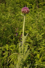 Leuzea uniflora
