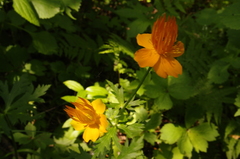 Trollius chinensis