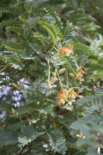 Tamarind