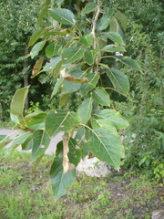 Populus longifolia