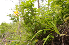 Hemerocallis middendorffii
