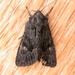 Black Turnip Moth - Photo (c) Donald Hobern, some rights reserved (CC BY)