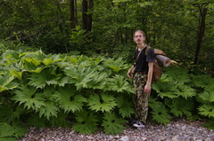 Petasites tatewakianus