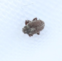 Ceutorhynchini