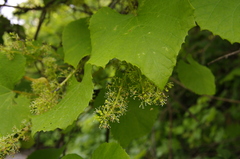 Vitis amurensis