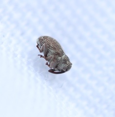 Ceutorhynchini