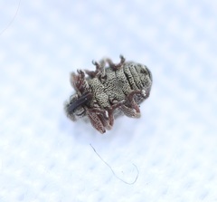Ceutorhynchini