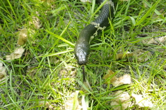 Elaphe schrenckii