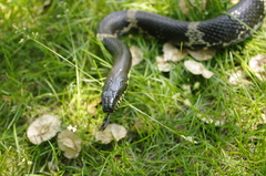 Elaphe schrenckii