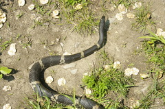 Elaphe schrenckii