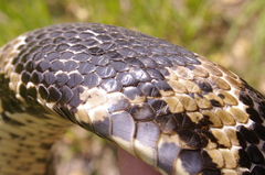 Elaphe schrenckii