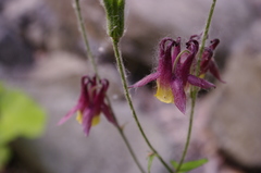 Aquilegia oxysepala