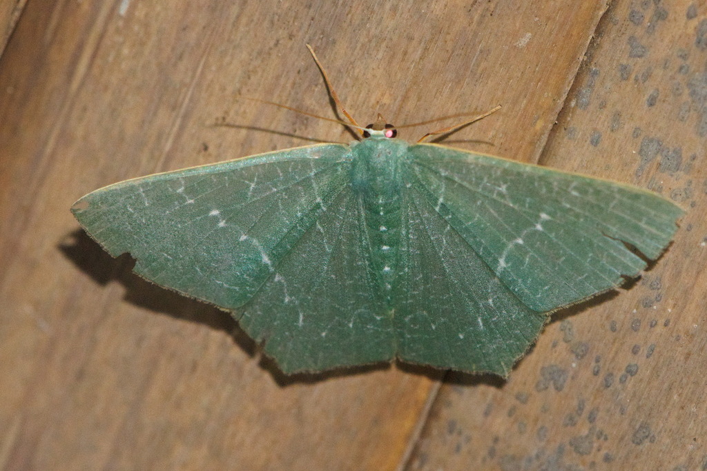 Thalassodes dorsipunctata