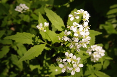 Cardamine leucantha