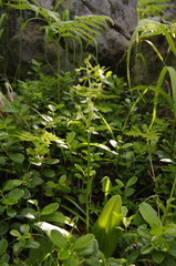 Platanthera densa