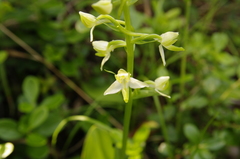 Platanthera densa