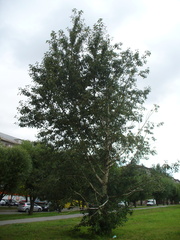 Populus longifolia