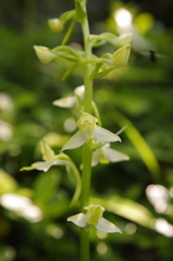 Platanthera densa