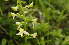 Platanthera densa
