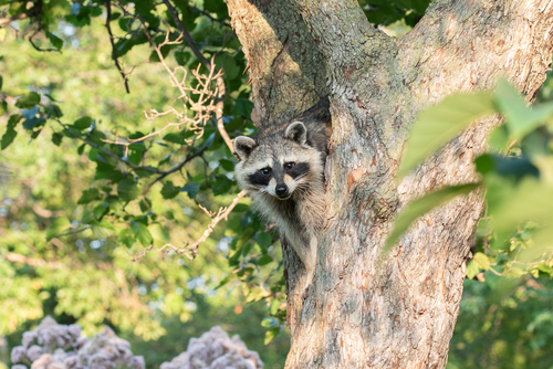 Common Raccoon photographed in Illinois