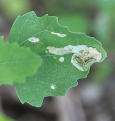 Chrysoesthia sexguttella