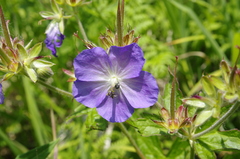 Geranium platyanthum