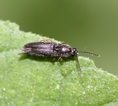 Limonius basilaris