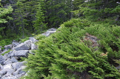 Microbiota decussata