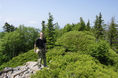 Microbiota decussata