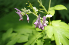 Corydalis gigantea