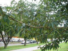 Populus longifolia
