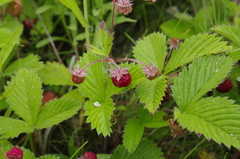 Fragaria orientalis