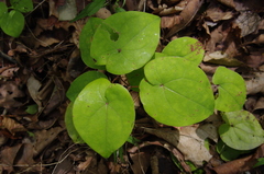 Epimedium macrosepalum