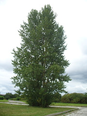 Populus × berolinensis