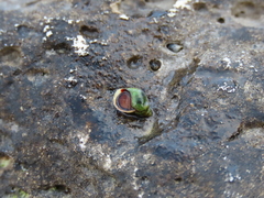 Melarhaphe neritoides
