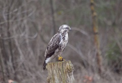 Buteo buteo
