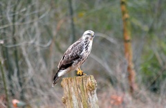 Buteo buteo