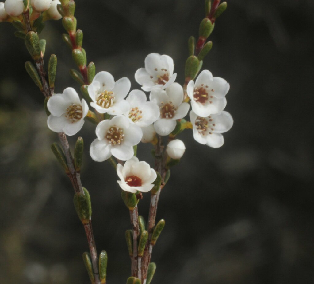 Micromyrtus obovata