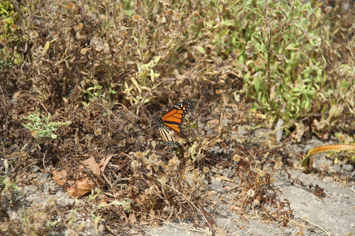 iNaturalist observation photo of Monarch