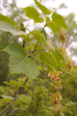 Acer ukurunduense